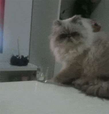 a cat knocks over a glass of water from the table
